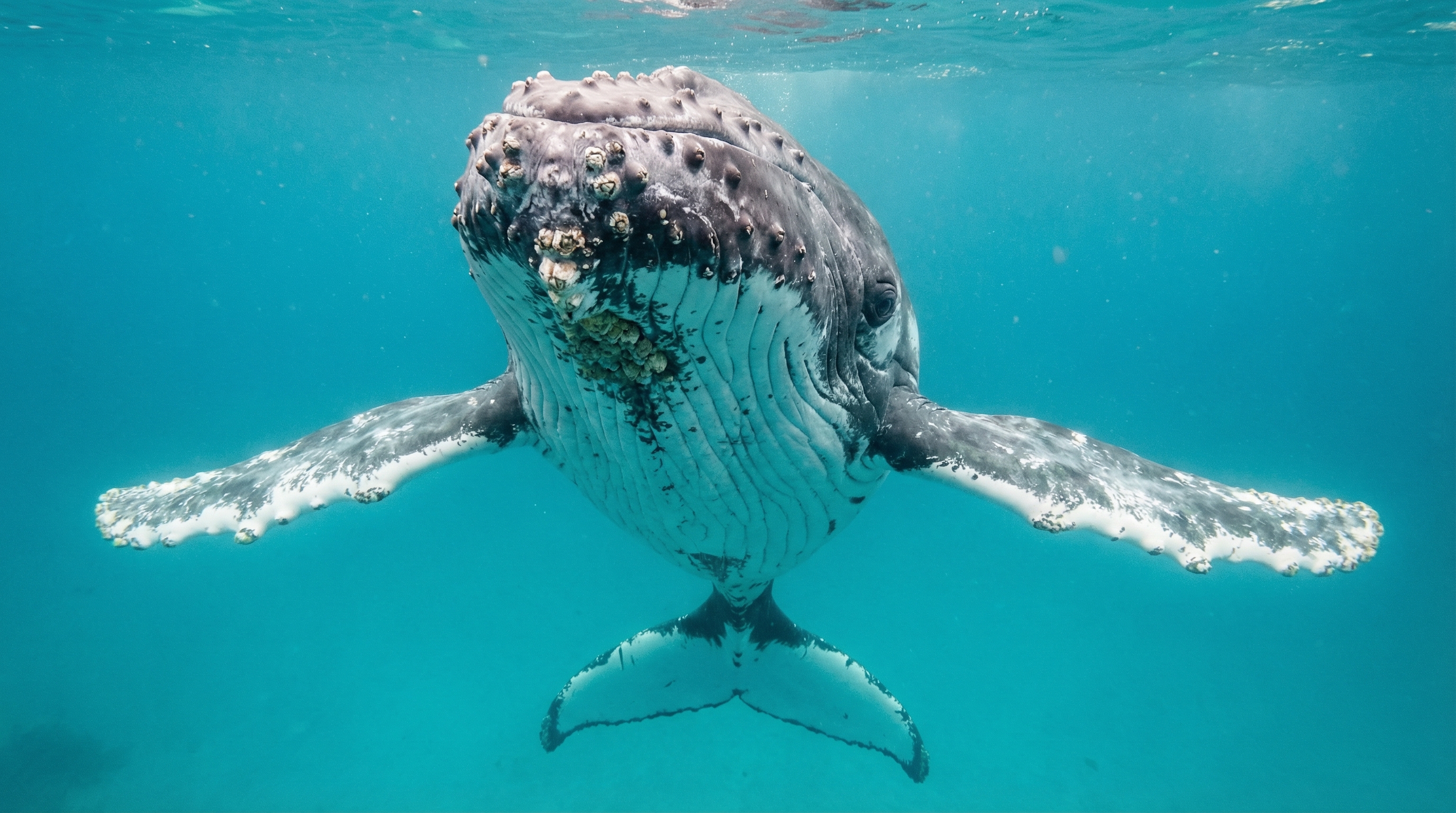 humpback whale