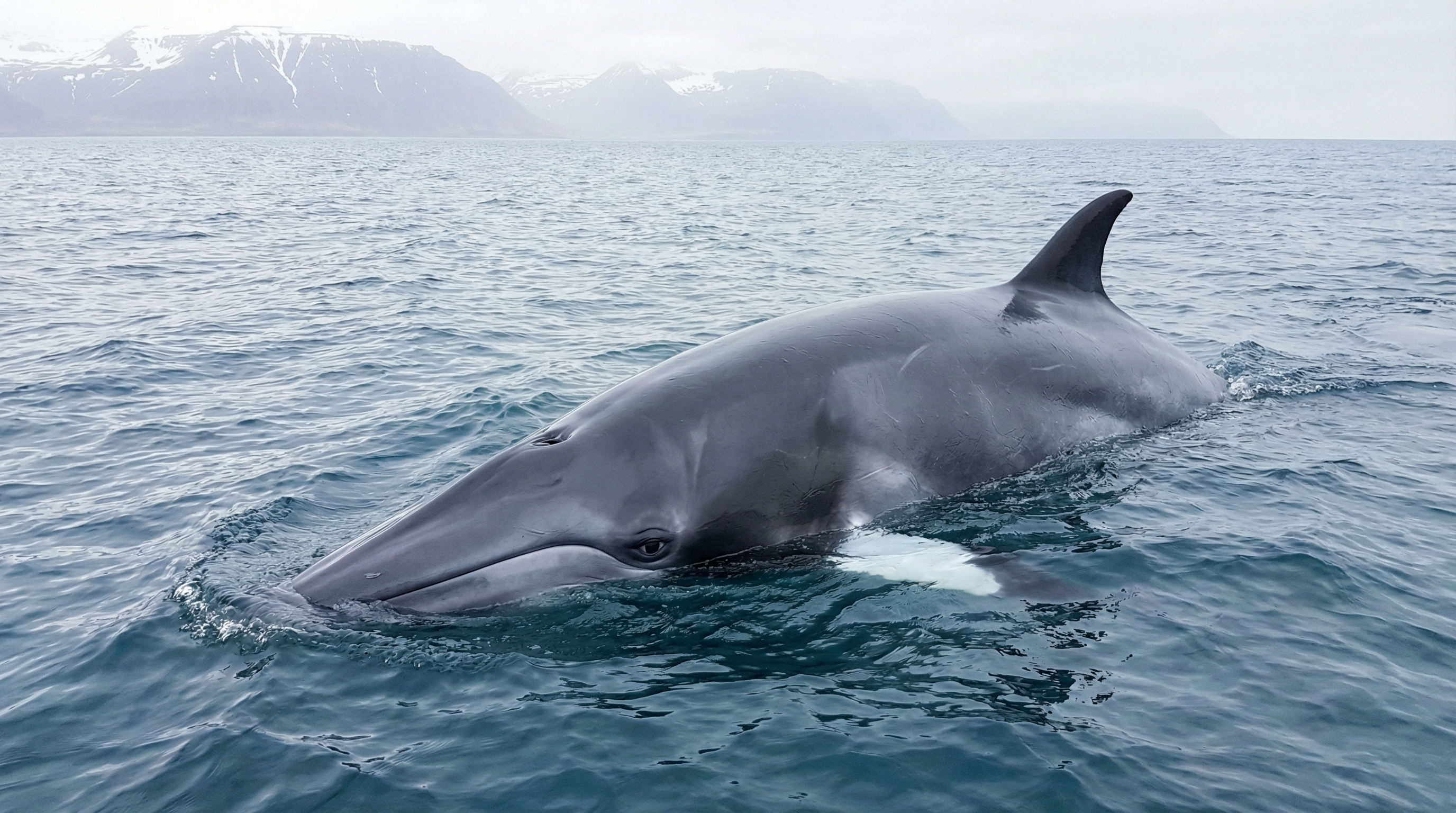 Minke Whale