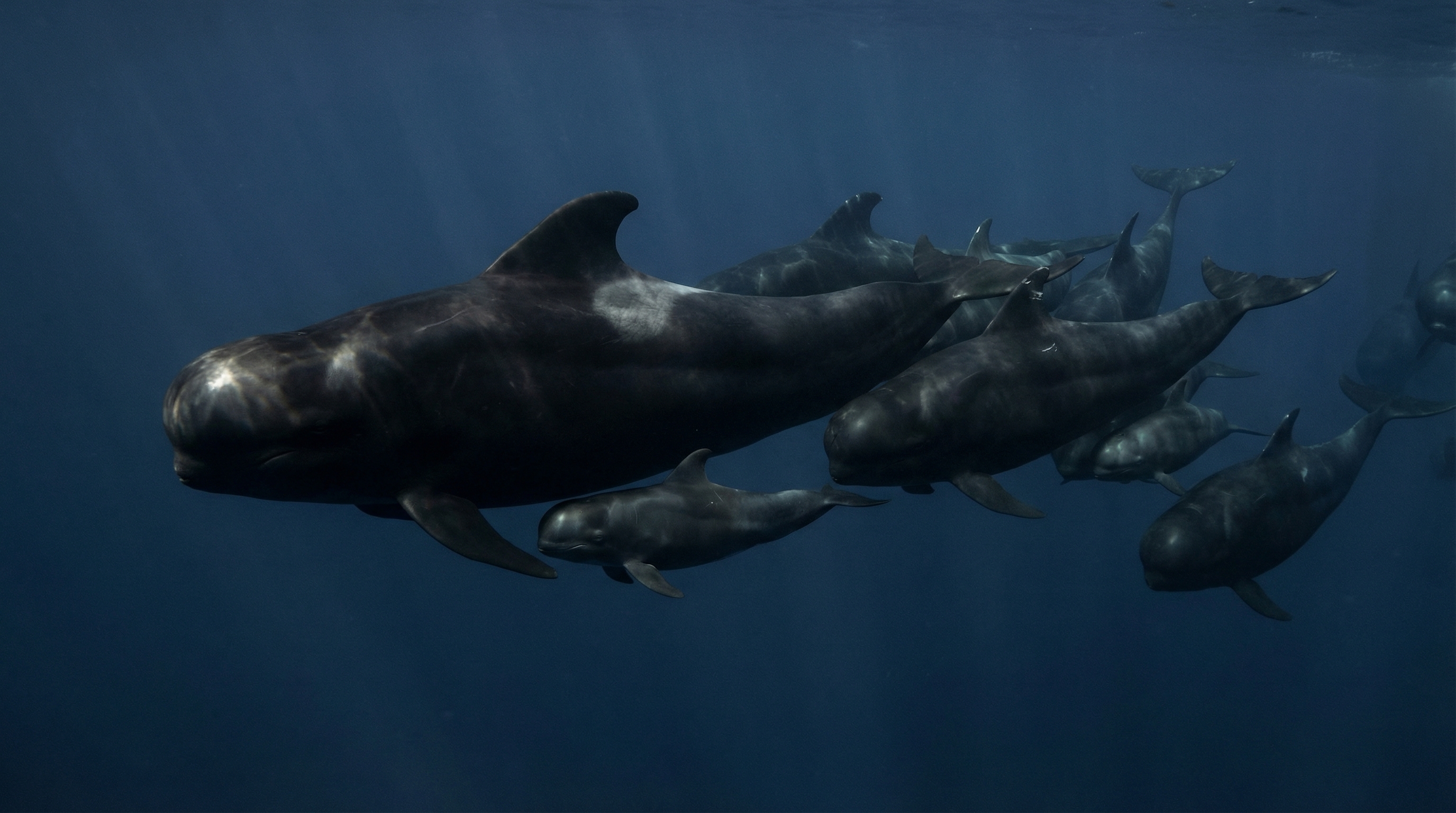 Pilot Whale