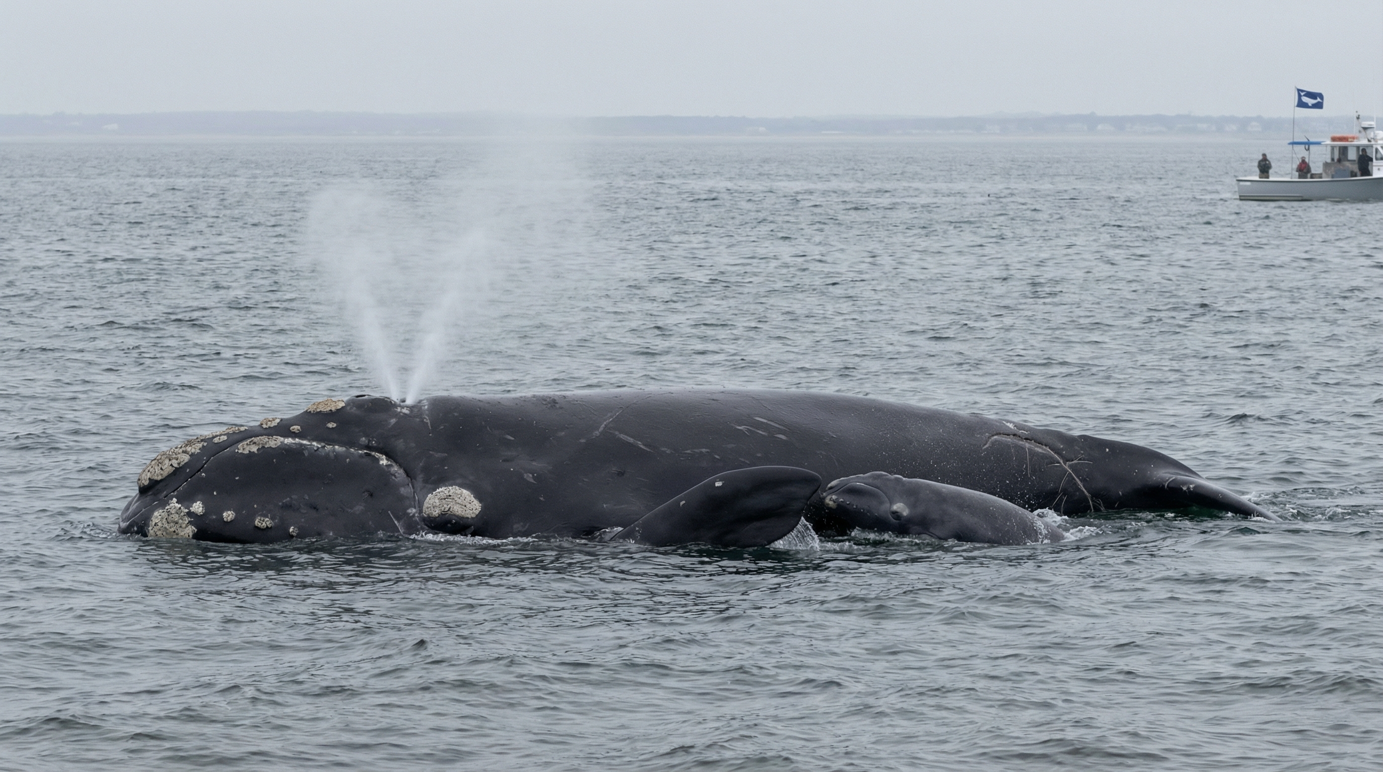 Right Whale