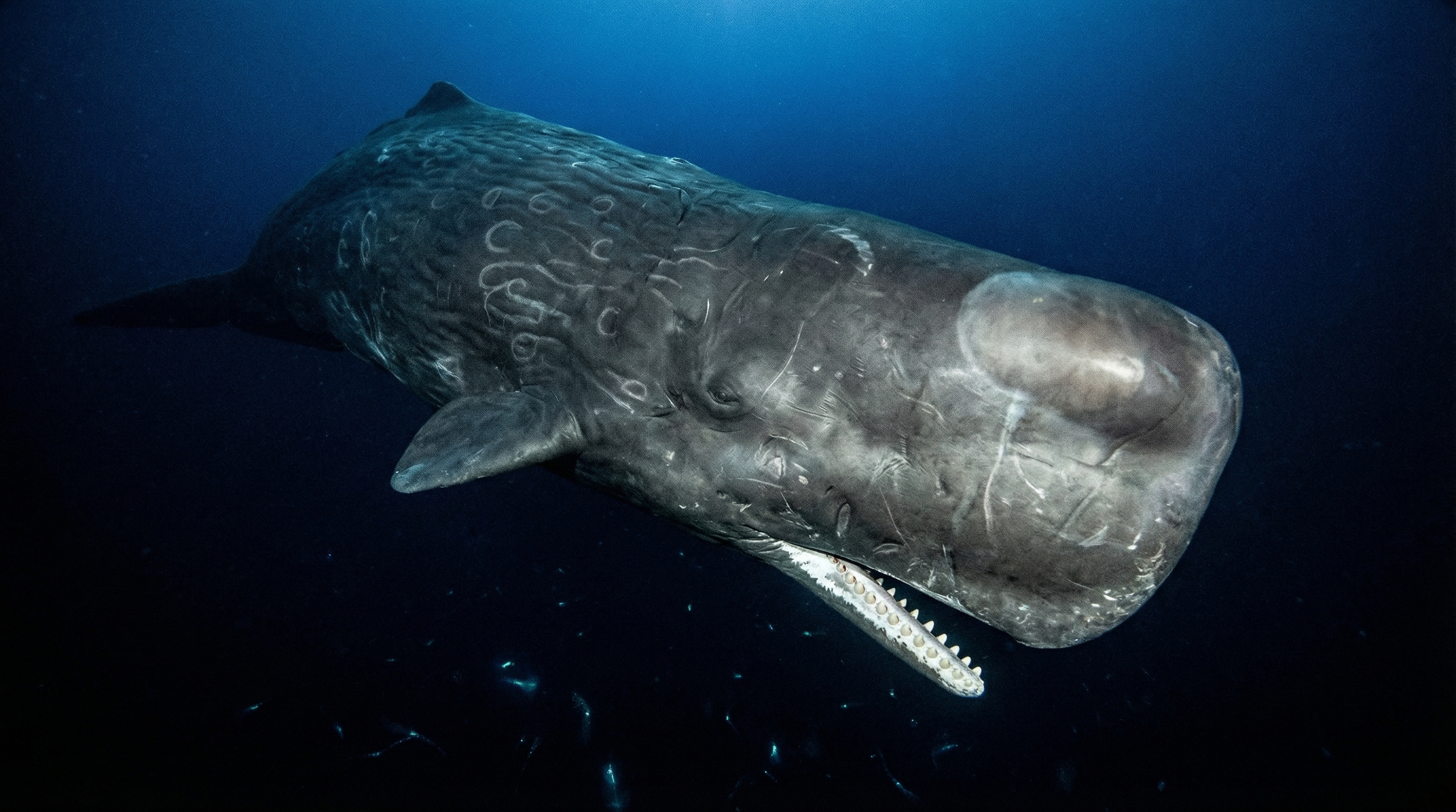sperm whale